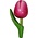 Typisch Hollands Magneet Tulp - Holland - Roze