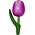 Typisch Hollands Magneet Tulp - Violet-Wit