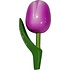 Matix Magnet-Tulpe - Violett-Weiß