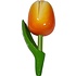 Typisch Hollands Magnet-Tulpe - Holland - Orange - Licht