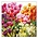 Typisch Hollands Holland napkins with Tulips in mixed field