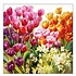 Typisch Hollands Holland napkins with Tulips in mixed field