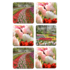Typisch Hollands Untersetzer - Tulpen - Holland -3 sortiert - Keukenhof