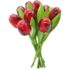 Nijhuis  Houten Tulpen