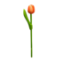 Typisch Hollands Wooden Tulip on stem Orange - White