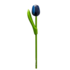 Typisch Hollands Tulip on stem 20 cm Blue-White - Small