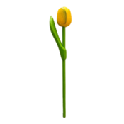 Typisch Hollands Wooden Tulip on stem - Yellow/Green