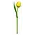 Typisch Hollands Gele Houten Tulp