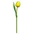 Typisch Hollands Yellow Wooden Tulip