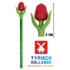 Nijhuis  Tulpenstift rot mit Blatt