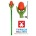 Typisch Hollands Tulip Pencil Red with leaf
