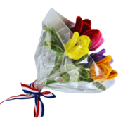 Typisch Hollands Tulip bouquet - Chenille in gift wrap