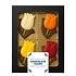 Typisch Hollands Chocolate Tulips box 60 Grams
