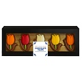 Typisch Hollands Chocolade Tulpen doosje 150 Gram - 10 tulpen