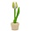 Nijhuis  Kleine Tulpe im weißen Topf, 14 cm
