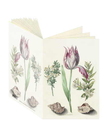 Tulip, Maria Sibylla Merian Journal CB137