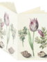 Tulip, Maria Sibylla Merian Journal CB137