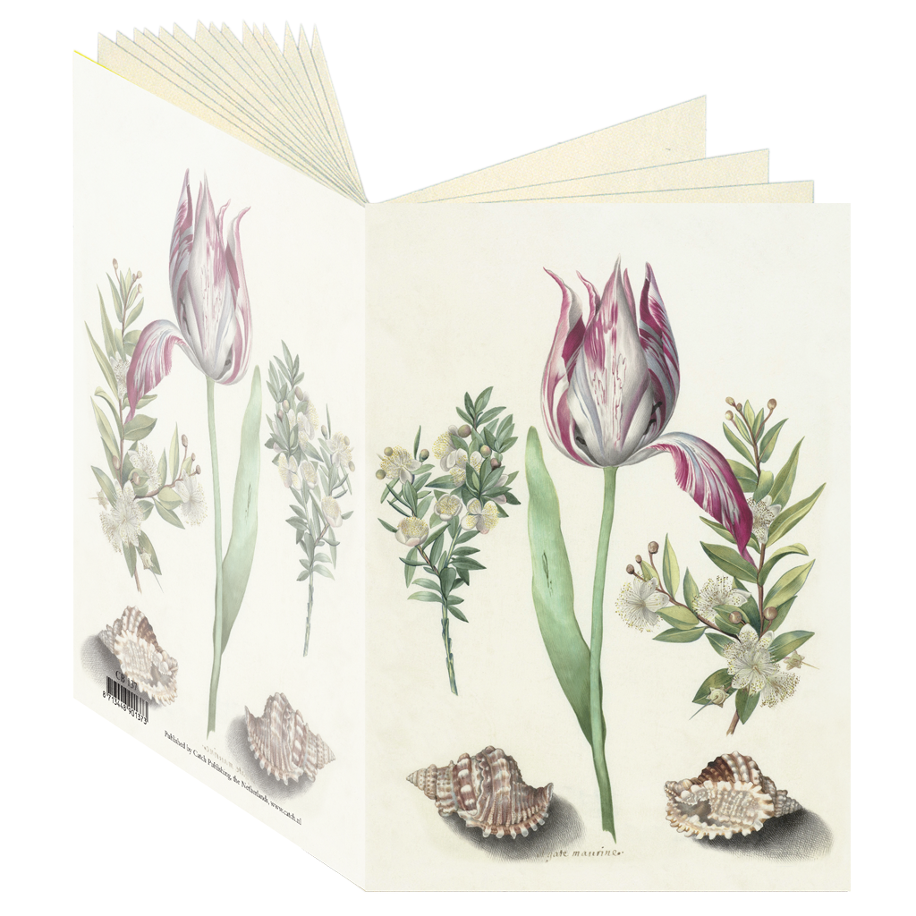 Tulip, Maria Sibylla Merian Journal CB137