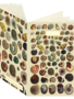 Shells, Cabinet of Natural Curiosities Journal CB139