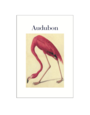 Audubon Postcard Pack PP050