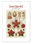 Art Forms in Nature, Ernst Haeckel Postcard Pack PP047
