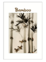 Bamboo Postcard Pack