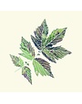 Set of 6 Leaves Coasters