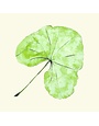 Set of 6 Leaves Coasters