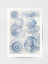 Art Forms of Nature, Leptomedusae,