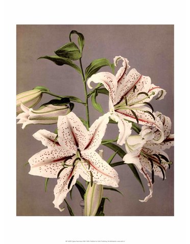 Star Gazer Lilies, Vintage Japanese Photography