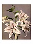 Star Gazer Lilies, Vintage Japanese Photography