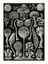 Art Forms of Nature, Thalamophora