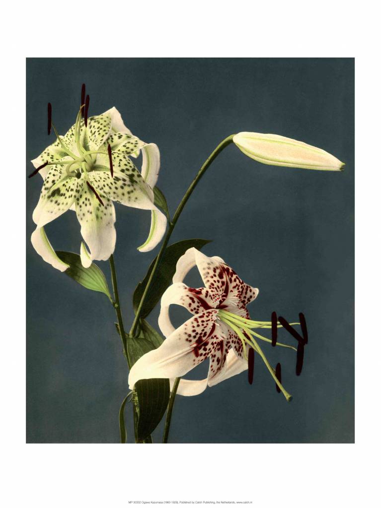 Star Gazer Lilies, Vintage Japanese Photography