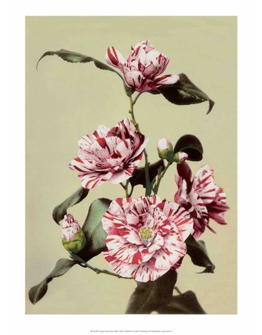 Camellia, Vintage Japanese Photography