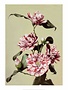 Camellia, Vintage Japanese Photography
