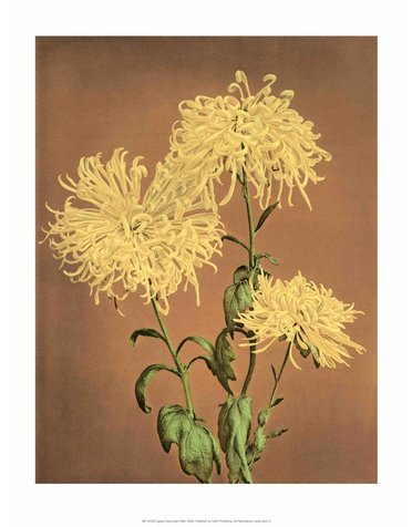 Yellow Chrysanthemums, Vintage Japanese Photography