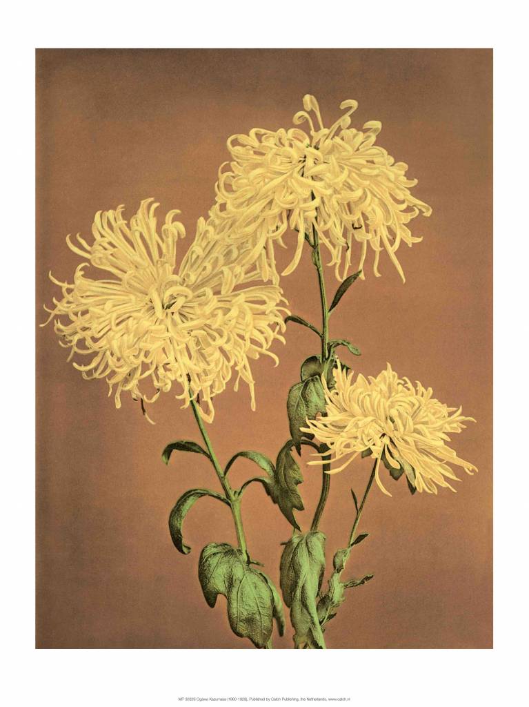 Yellow Chrysanthemums, Vintage Japanese Photography