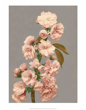 Cherry Blossom, Vintage Japanese Photography
