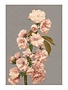 Cherry Blossom, Vintage Japanese Photography