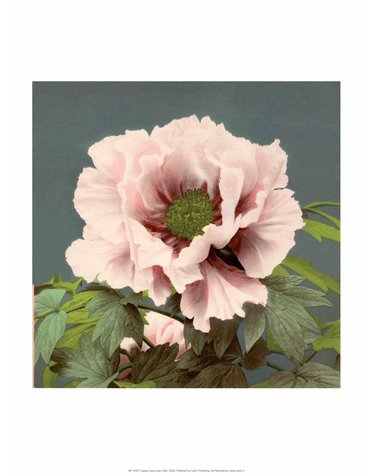 Peony, Vintage Japanese Photography