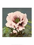Peony, Vintage Japanese Photography