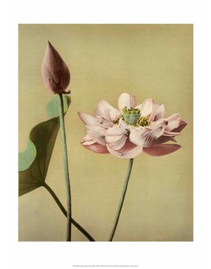 Lotus Flower, Vintage Japanese Photography