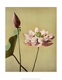 Lotus Flower, Vintage Japanese Photography