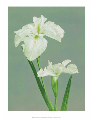 Iris, Vintage Japanese Photography