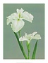 Iris, Vintage Japanese Photography
