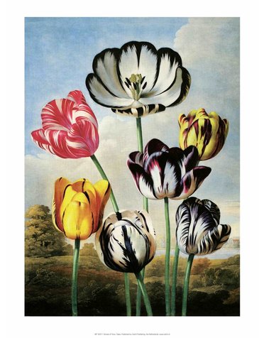 Botanical Print, Tulips