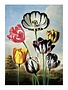 Botanical Print, Tulips