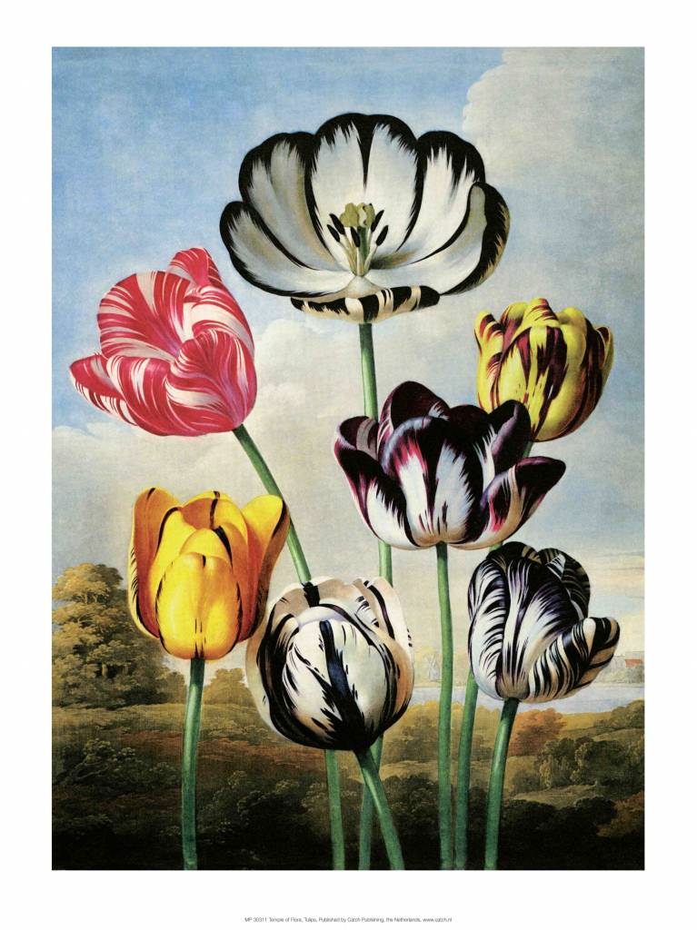 Botanical Print, Tulips