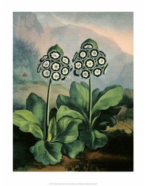 Botanical Print, Group of Auriculas