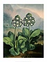 Botanical Print, Group of Auriculas